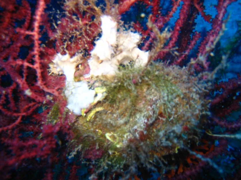 Pteria hirundo e Manupecten pestfelis