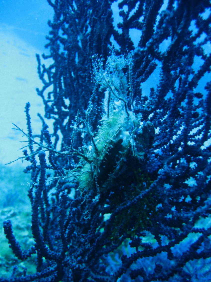 Pteria hirundo e Manupecten pestfelis