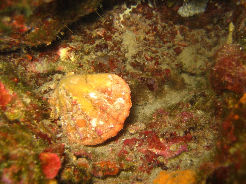 Pteria hirundo e Manupecten pestfelis