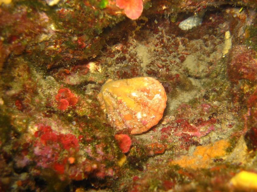 Pteria hirundo e Manupecten pestfelis