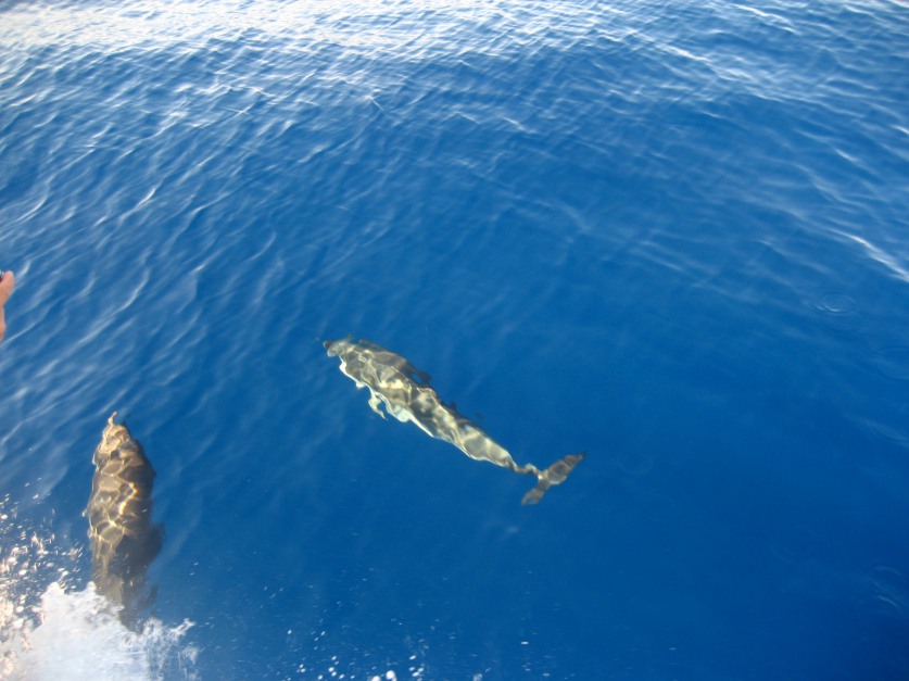 Trachurus cf. picturatus e altri pesci da Ustica