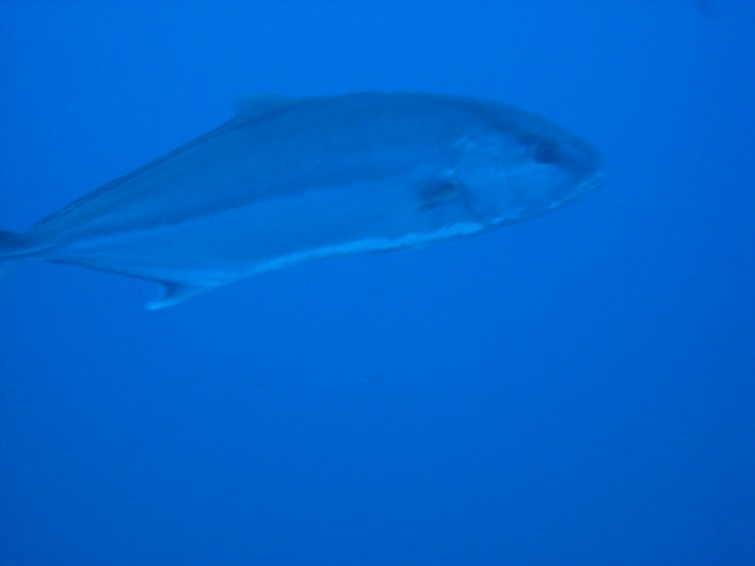 Trachurus cf. picturatus e altri pesci da Ustica