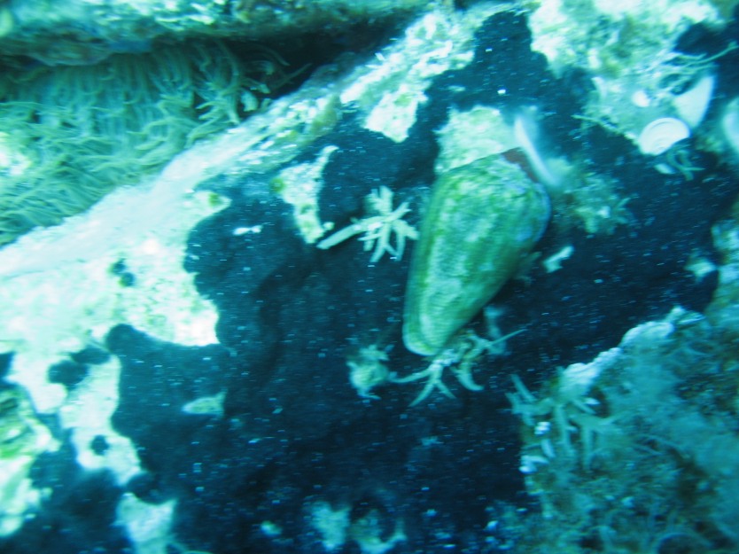 Conus mediterraneus