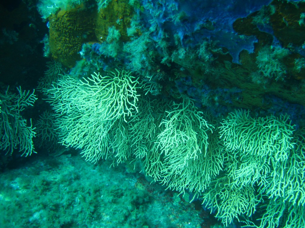 Eunicella sp.