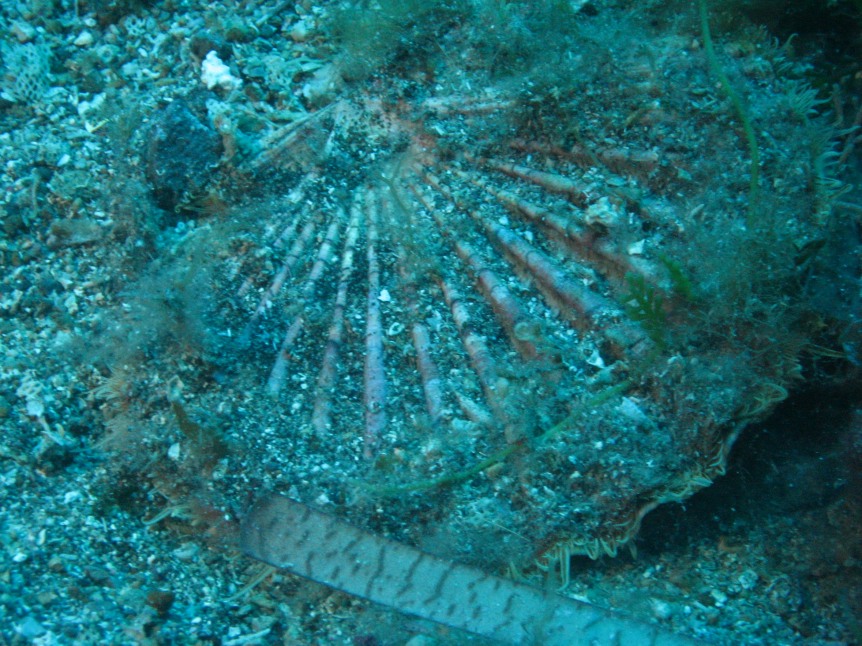 Umbraculum mediterraneum