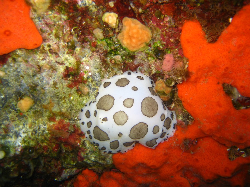 Peltodoris atromaculata Bergh, 1880