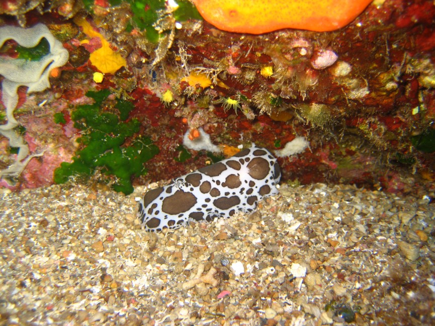 Peltodoris atromaculata Bergh, 1880