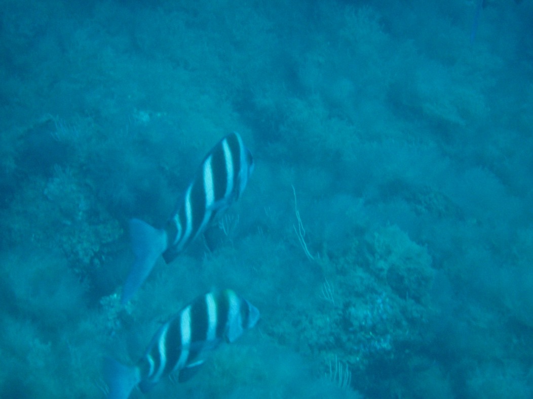 Diplodus cervinus (Sarago faraone)
