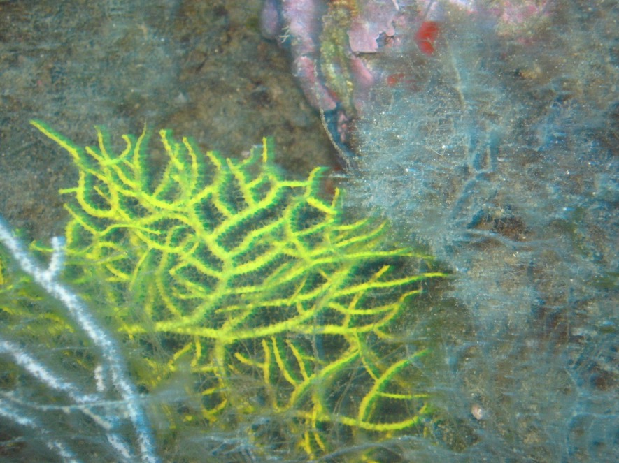 gorgonie