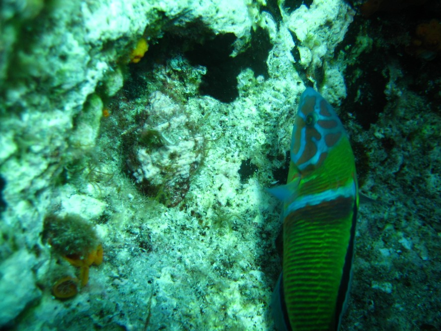 Fotoquiz