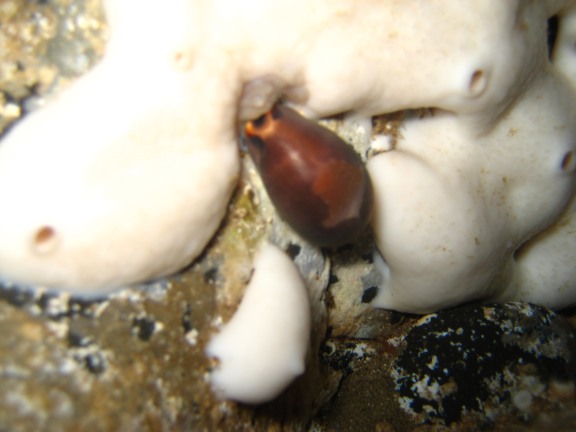 Anemoni gioiello