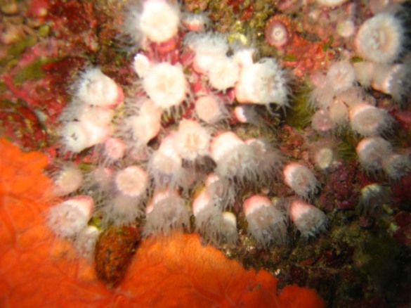 Anemoni gioiello