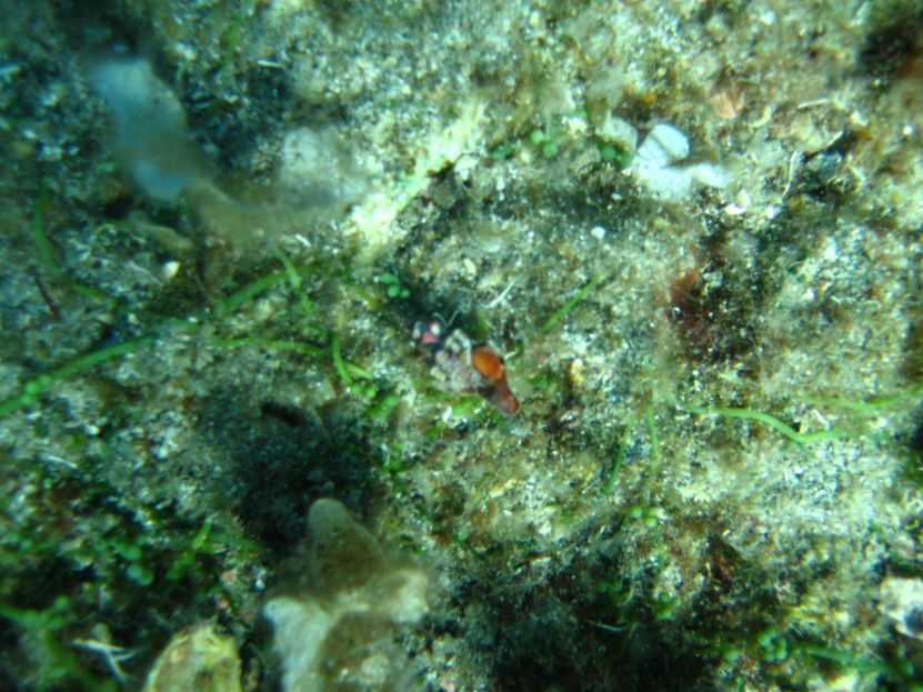 Fotoquiz