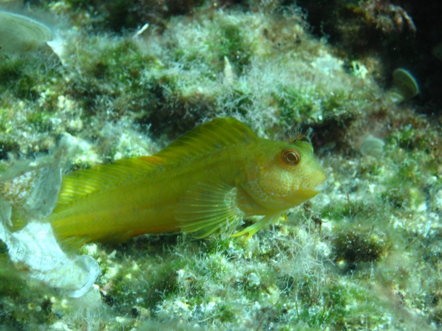 Parablennius pilicornis
