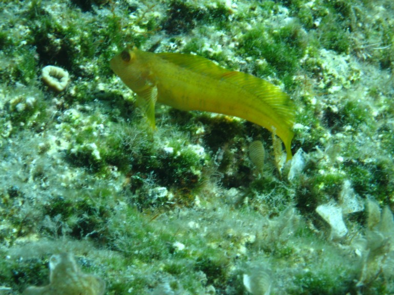 Parablennius pilicornis