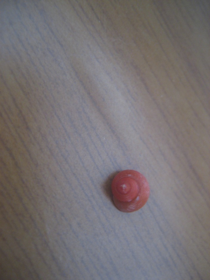 Clanculus jussieui striatus?