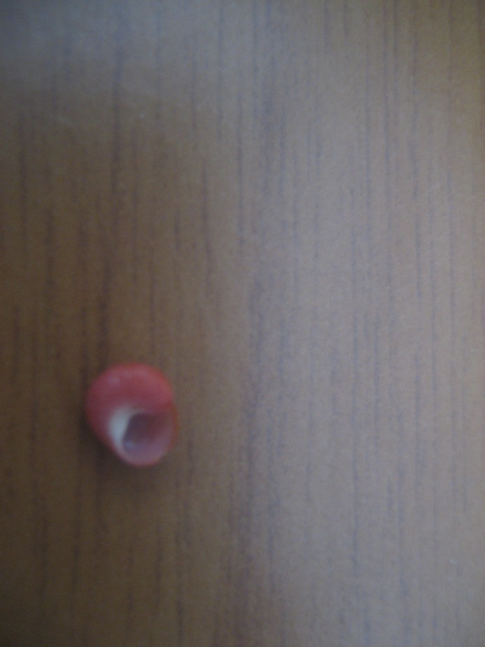 Clanculus jussieui striatus?