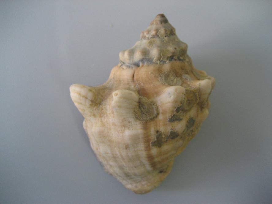 Stramonita haemastoma f. consul