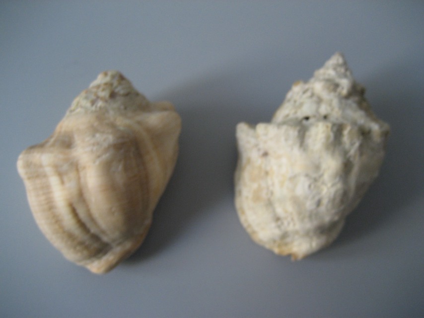 Stramonita haemastoma f. consul