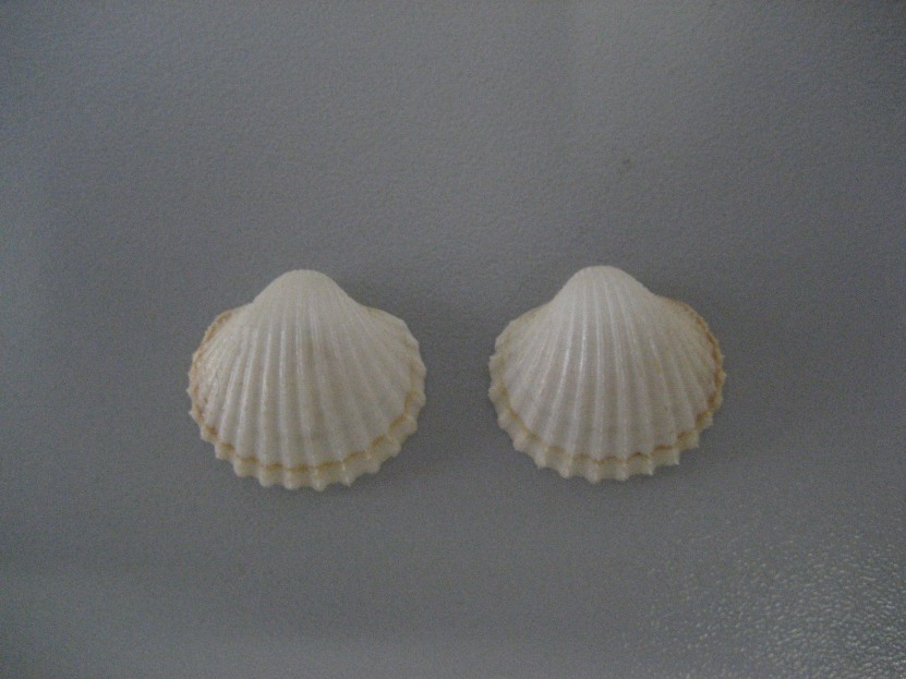 Acanthocardia spinosa?