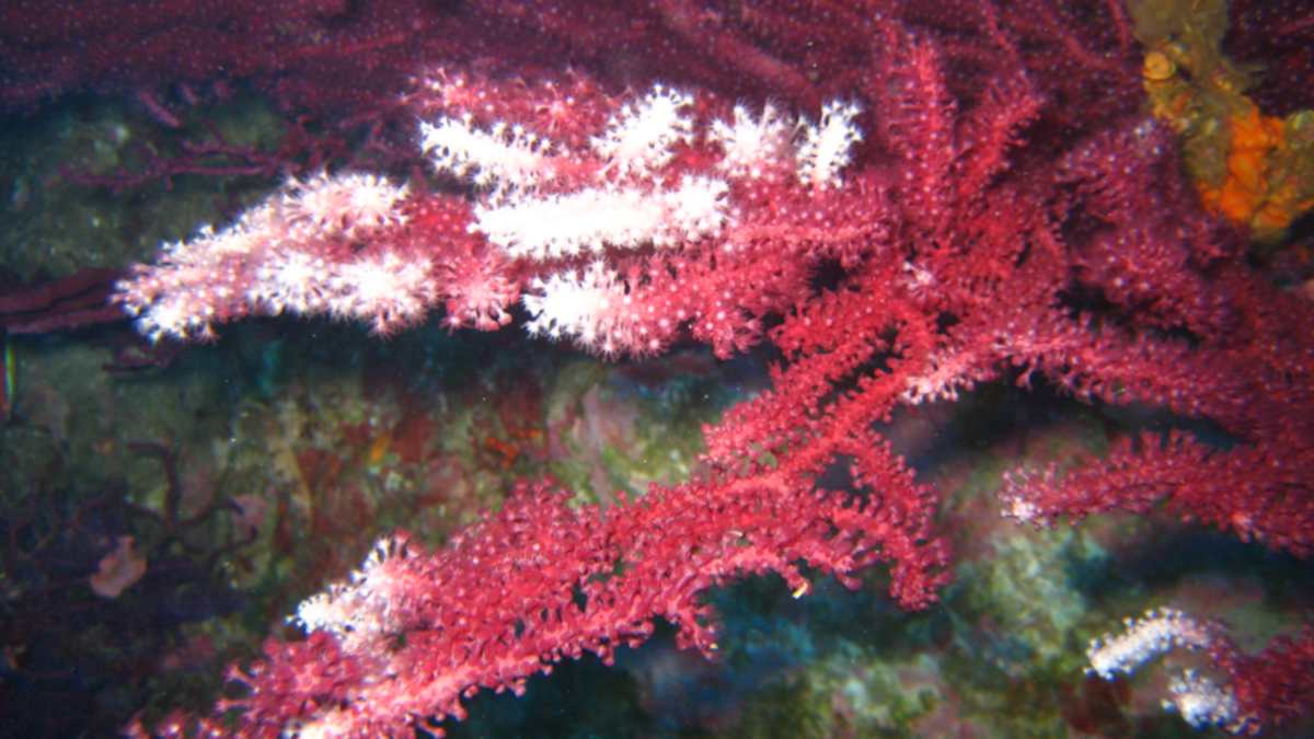 Paramuricea bicolore