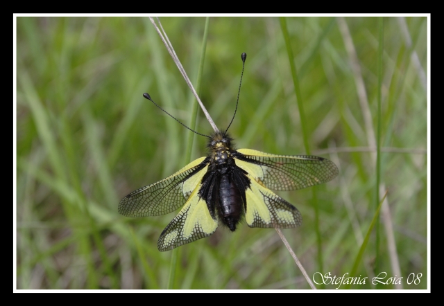 da identificare (Libelloides coccajus)