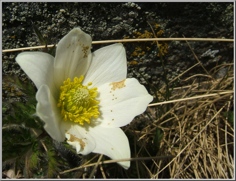 Pulsatilla alpina