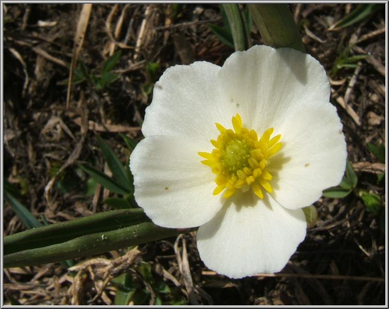 Ranunculus kuepferi (=pyrenaeus) / Ranuncolo dei Pirenei