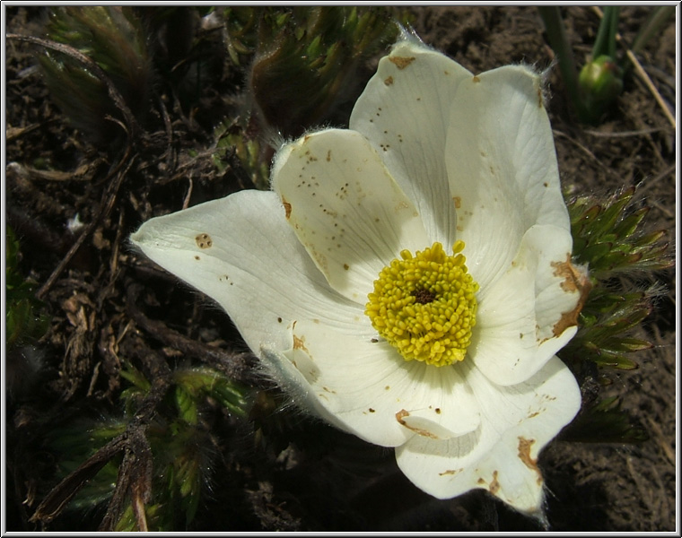 Pulsatilla alpina