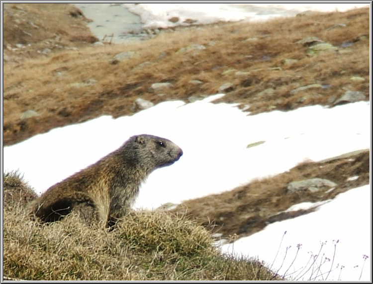 Incontro Ravvicinatissimo - Marmota marmota