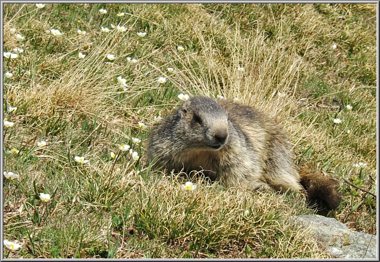 Incontro Ravvicinatissimo - Marmota marmota