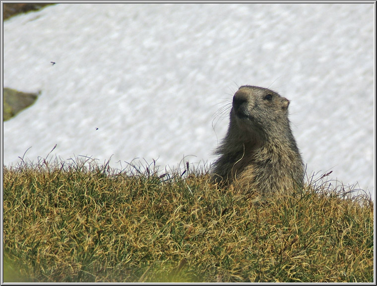 Incontro Ravvicinatissimo - Marmota marmota