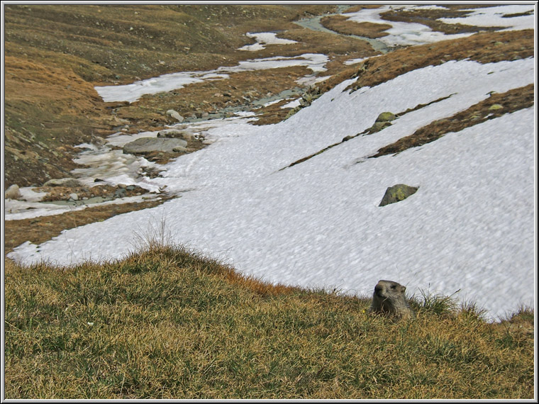 Incontro Ravvicinatissimo - Marmota marmota
