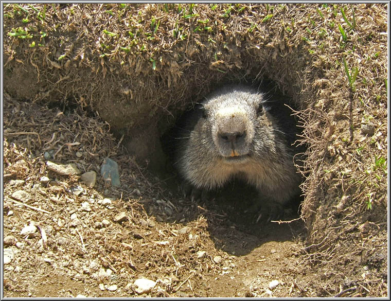 Incontro Ravvicinatissimo - Marmota marmota