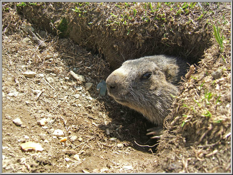 Incontro Ravvicinatissimo - Marmota marmota