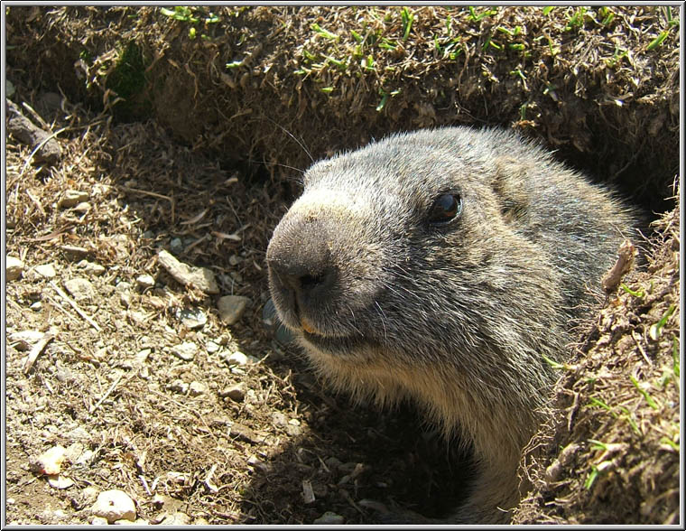 Incontro Ravvicinatissimo - Marmota marmota