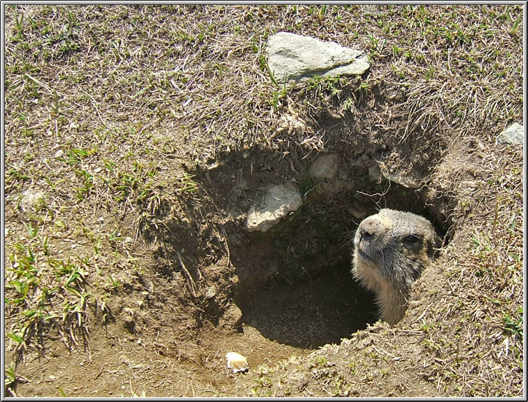 Incontro Ravvicinatissimo - Marmota marmota
