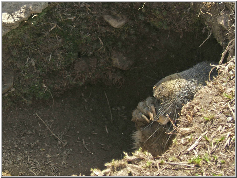 Incontro Ravvicinatissimo - Marmota marmota