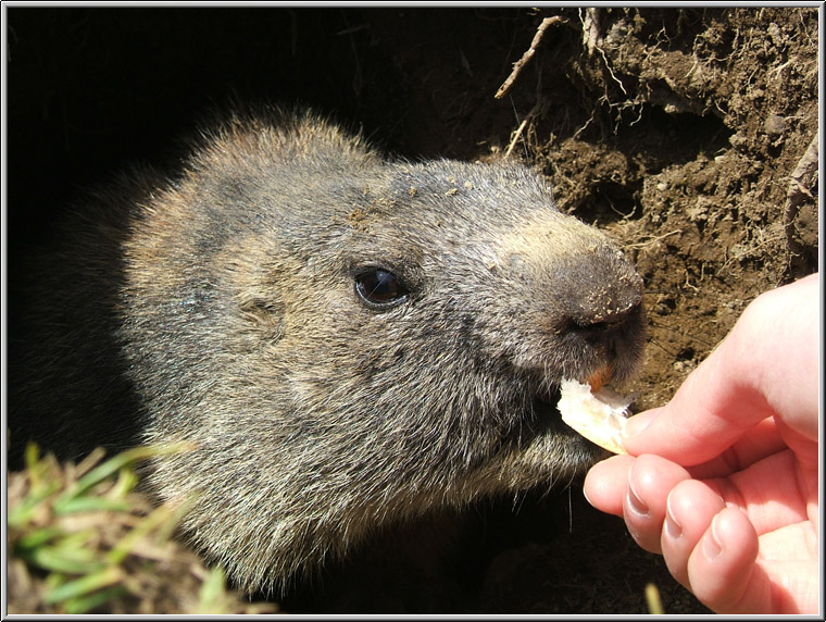 Incontro Ravvicinatissimo - Marmota marmota