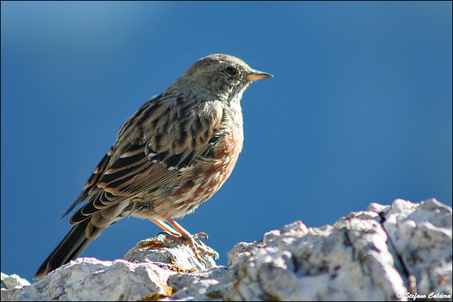 Sordone - Prunella collaris