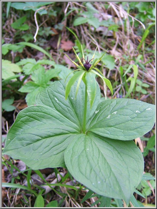 Paris quadrifolia / Erba crociona