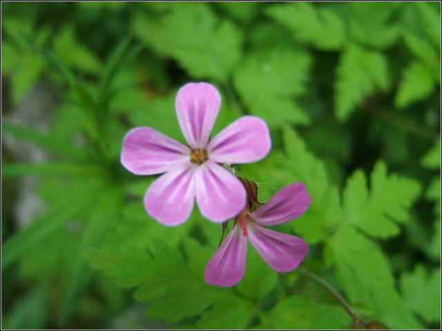 Geranium robertianum / Geranio di S.Roberto