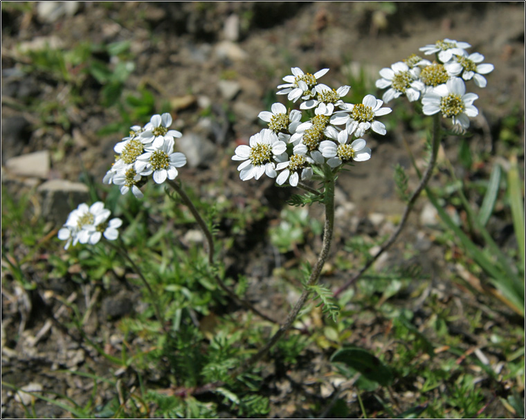 Achillea atrata / Achillea del granito