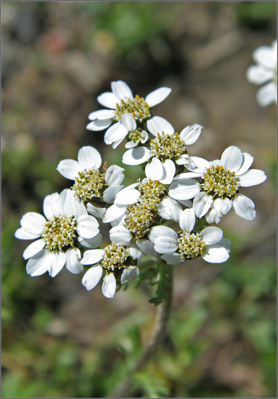 Achillea atrata / Achillea del granito