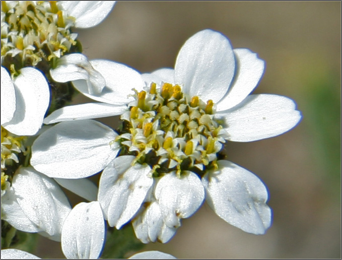 Achillea atrata / Achillea del granito