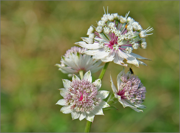 Astrantia major / Astranzia maggiore