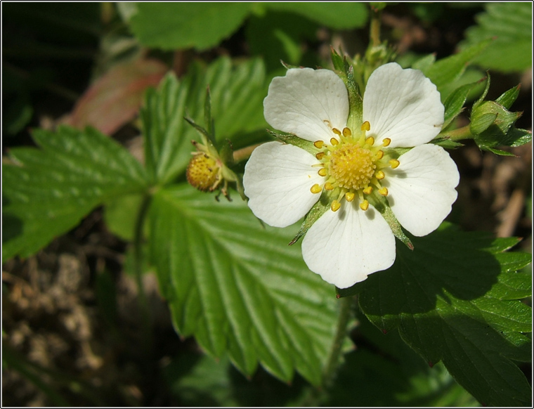 Fragaria vesca / Fragola comune