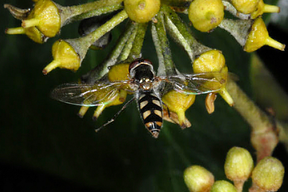 Elaborazione post scatto - Sirfide in volo
