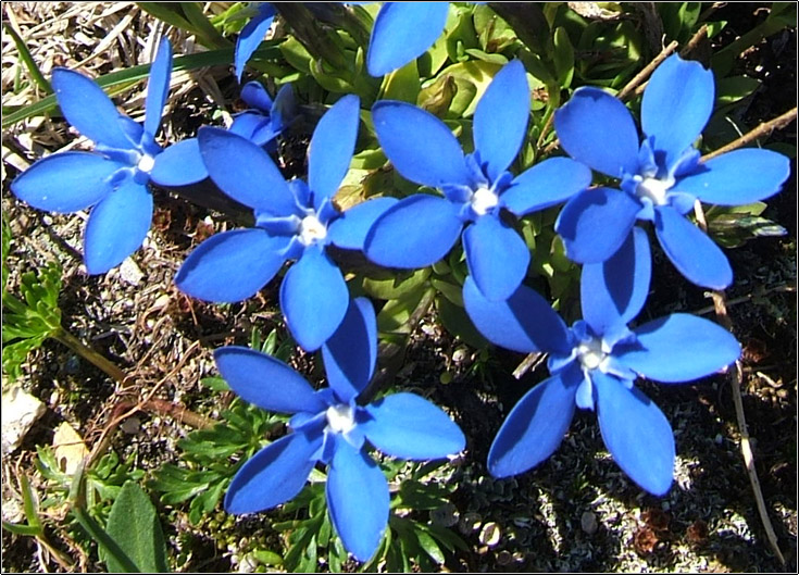 Gentiana bavarica / Genziana della Baviera