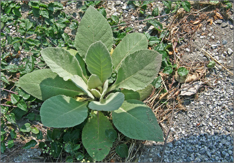 Pianta dalle foglie 